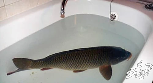 چراغ راهنمایی‌آبی و هات‌چاکلت با پنیر!